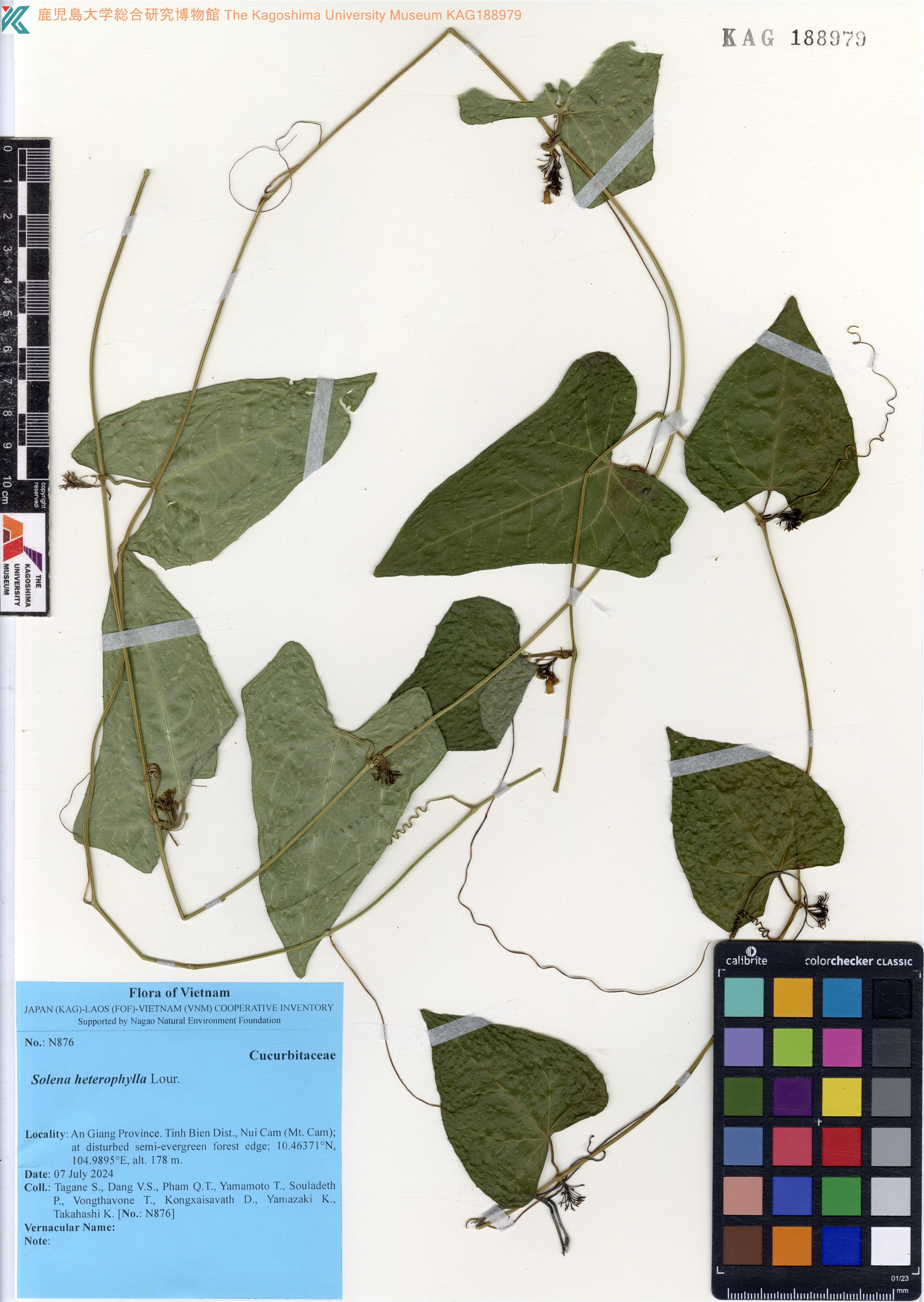 Solena heterophylla (Solena heterophylla)