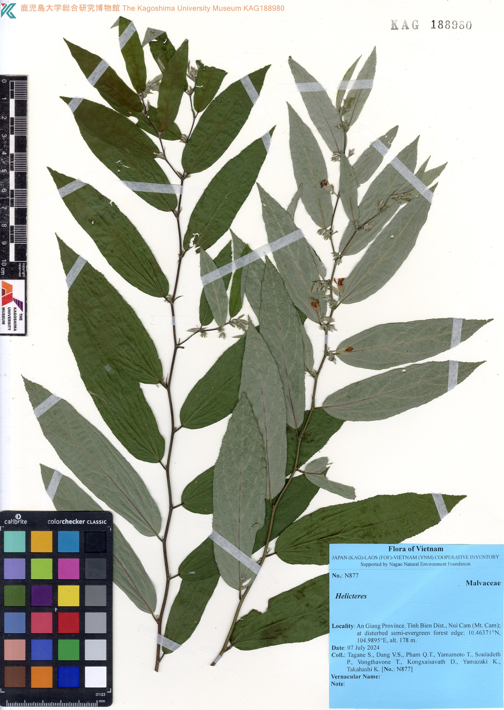 Helicteres lanceolata (Helicteres lanceolata)