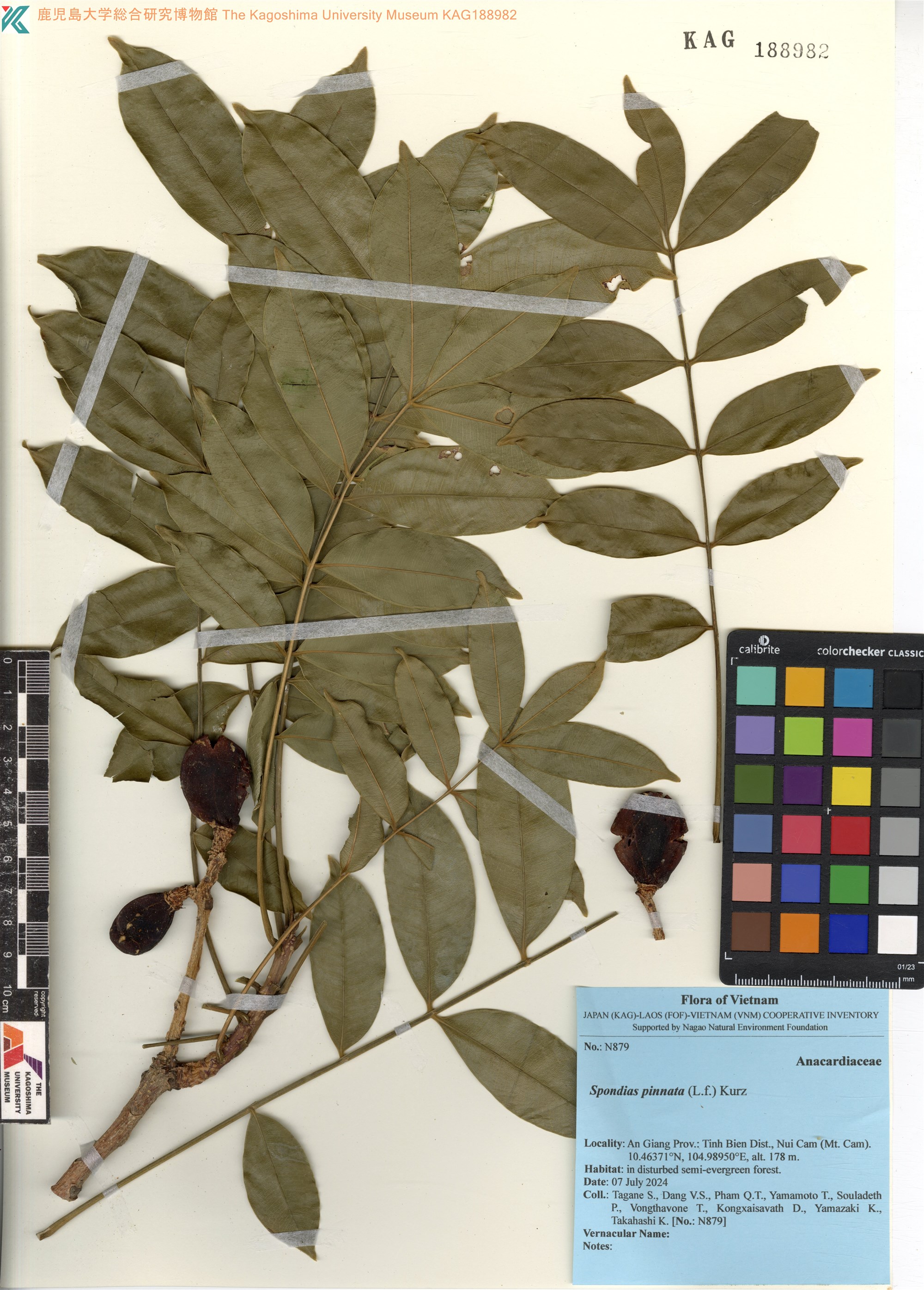 Spondias pinnata (Spondias pinnata)