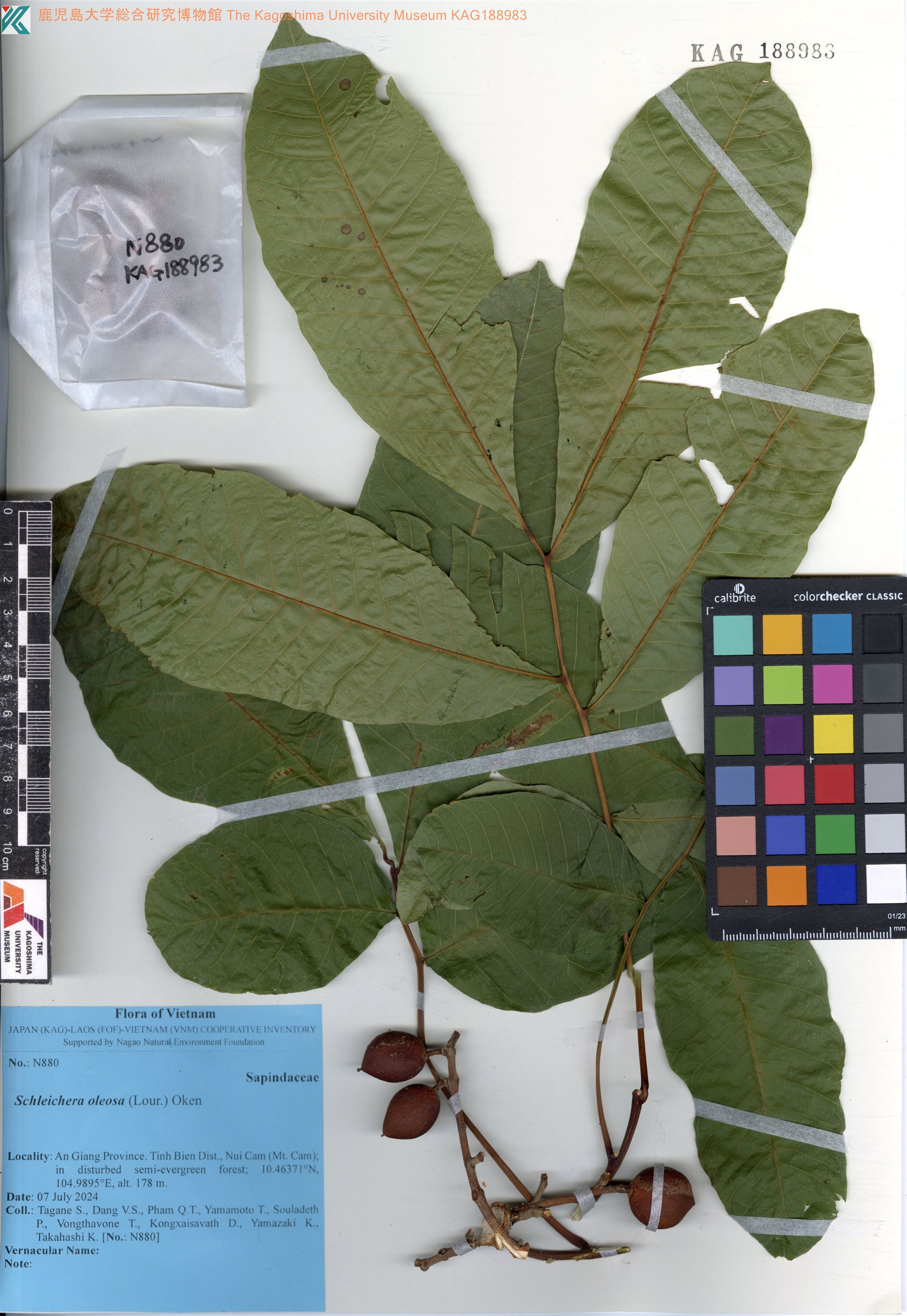 Schleichera oleosa (Schleichera oleosa)