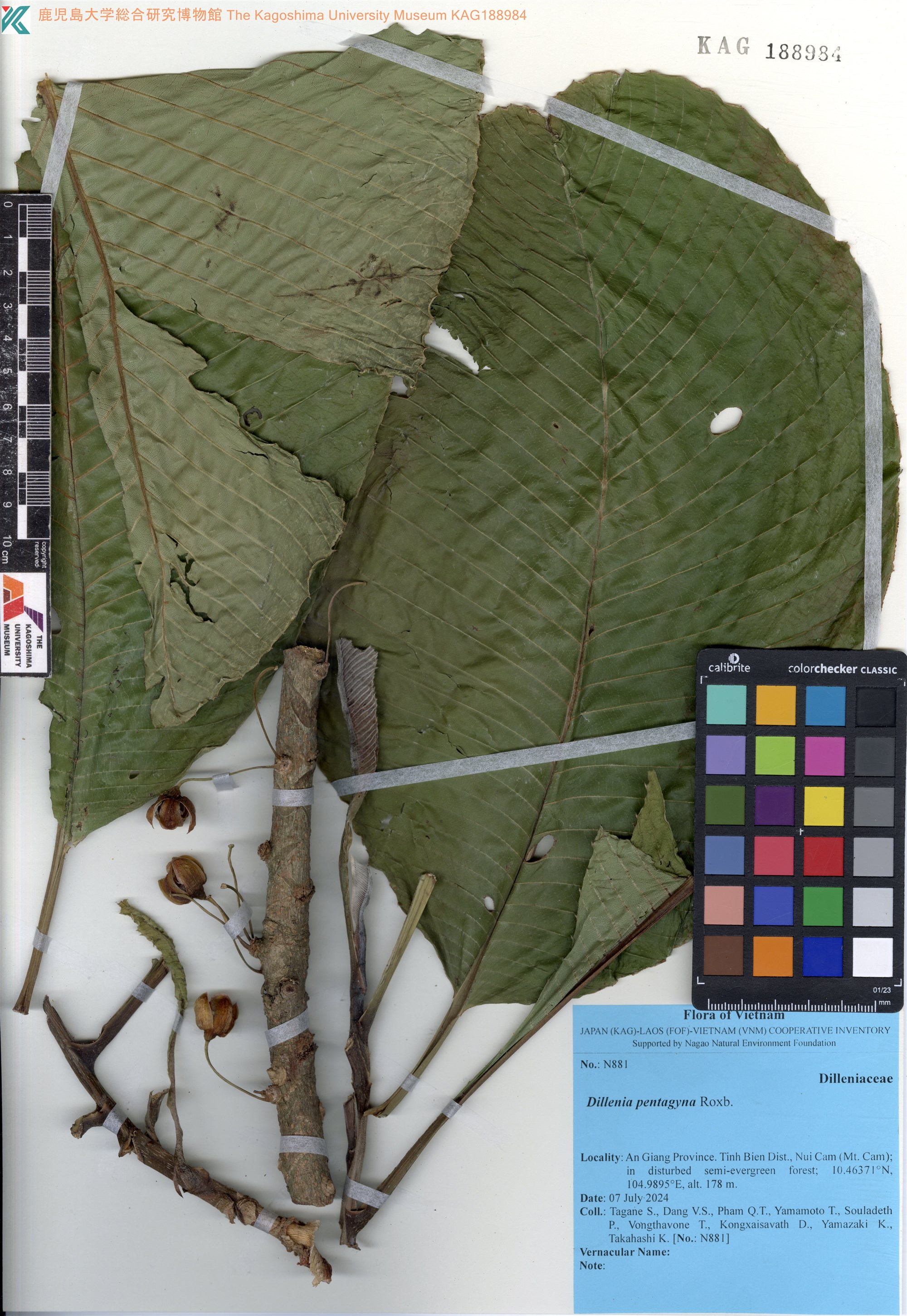Dillenia pentagyna (Dillenia pentagyna)