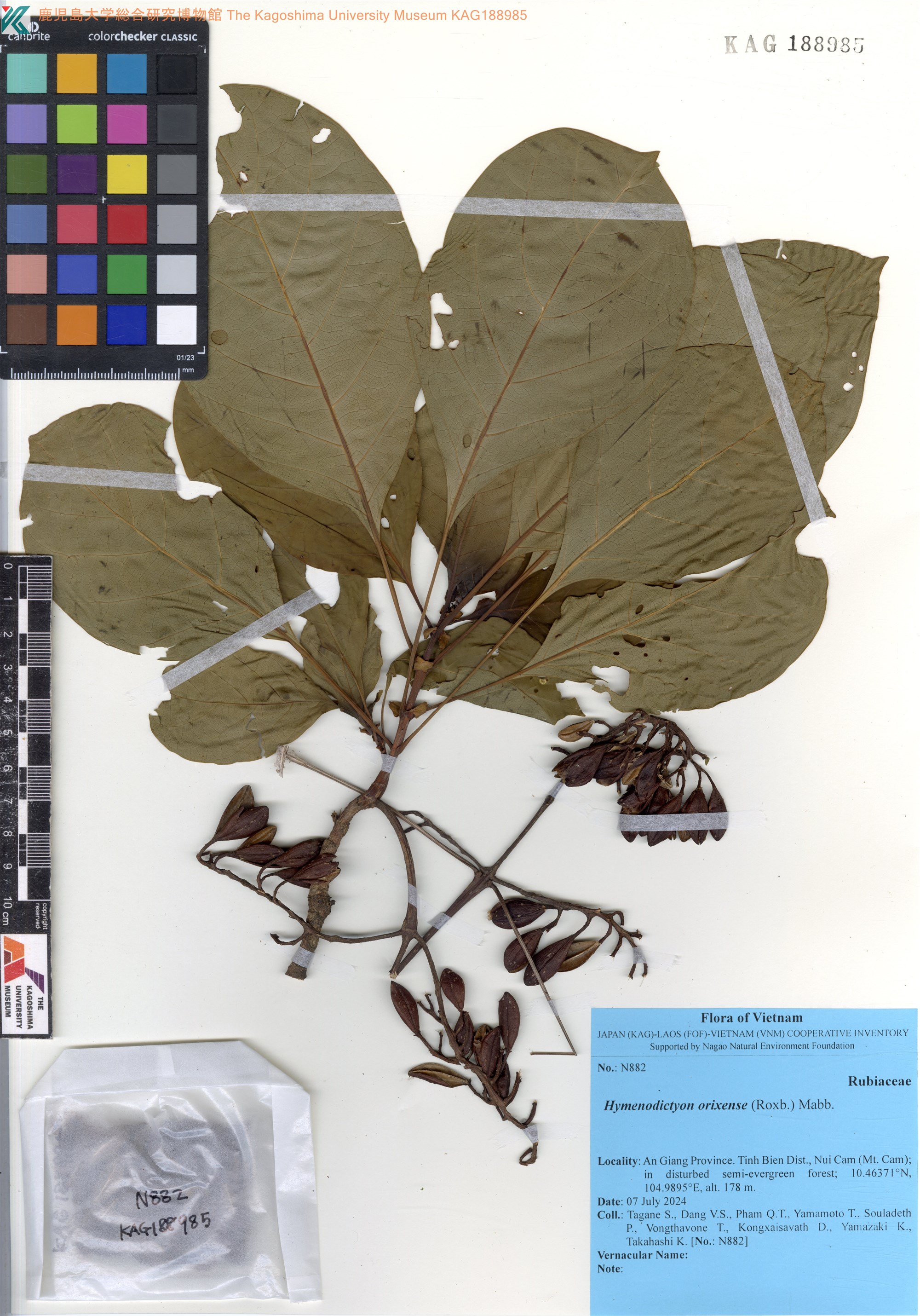 Hymenodictyon orixense (Hymenodictyon orixense)