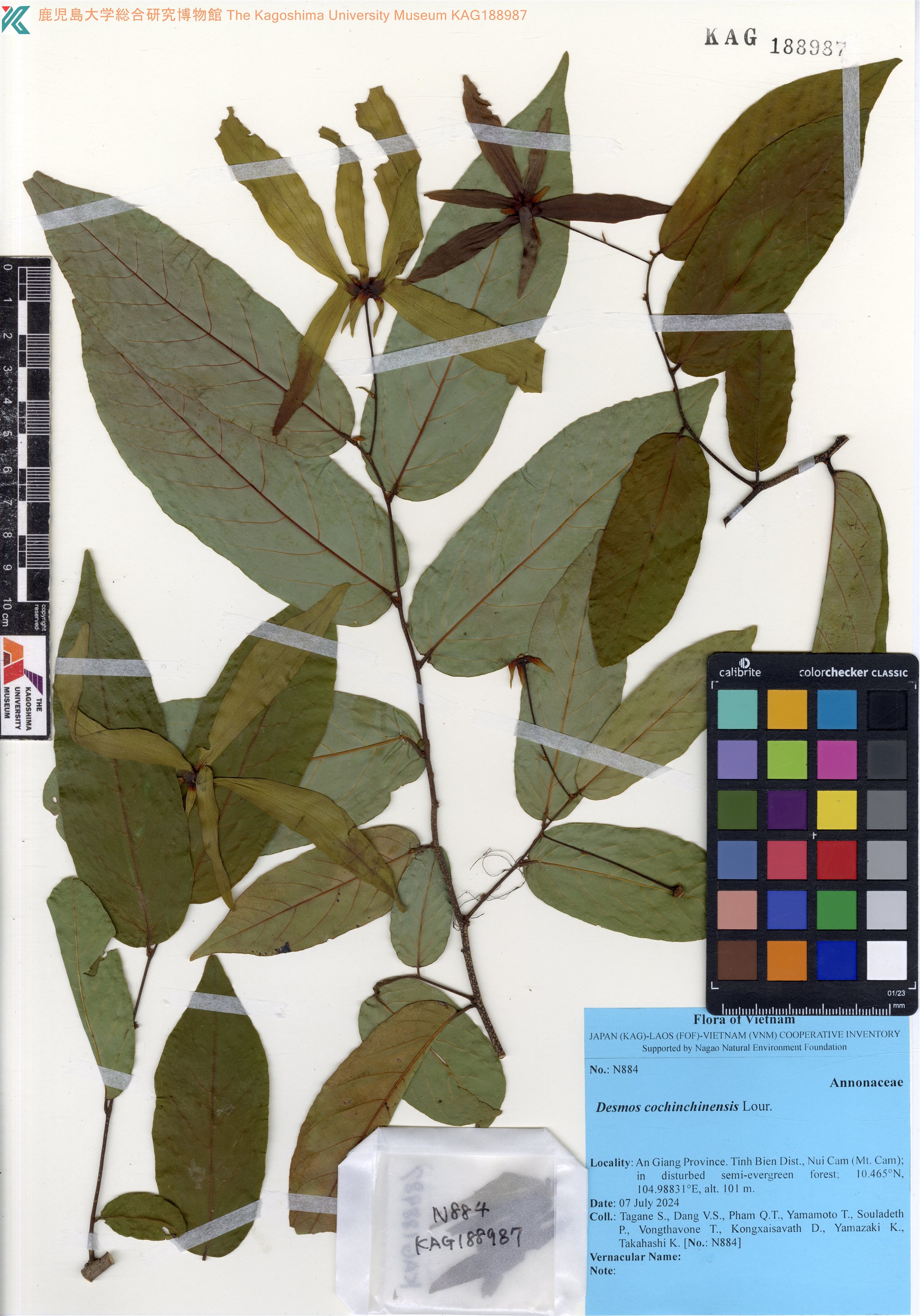 Desmos cochinchinensis (Desmos cochinchinensis)