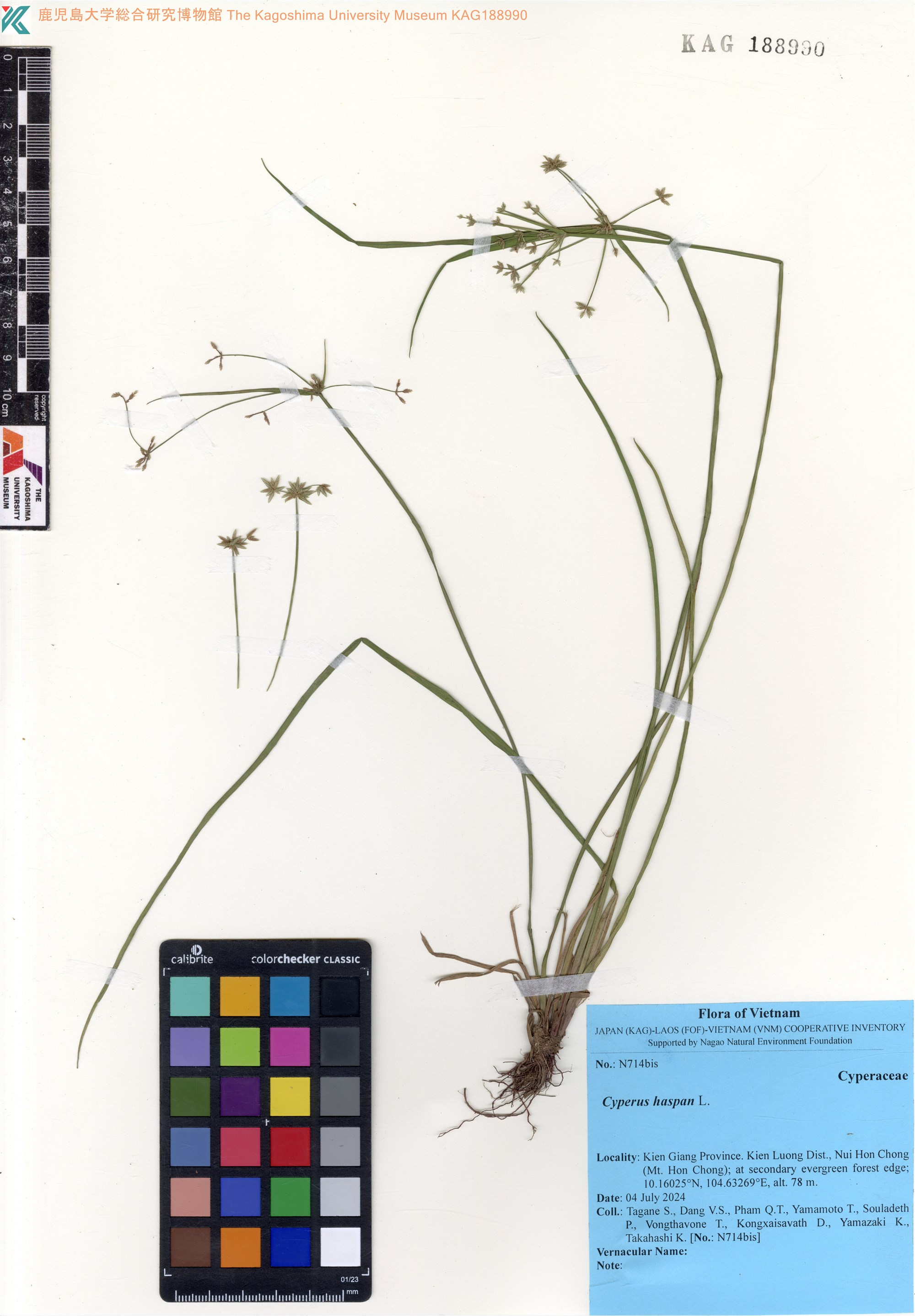 Cyperus haspan (Cyperus haspan)